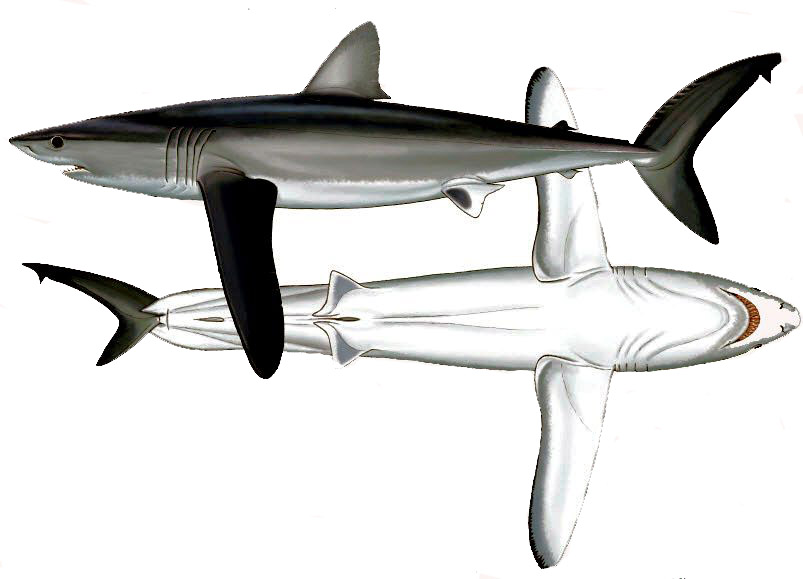 Isurus paucus_07.jpg